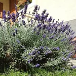Daire Petra Apartmanhaz