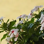 Petra Apartmanhaz Daire *