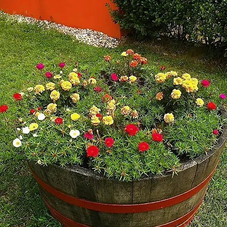 Petra Apartmanhaz Apartment