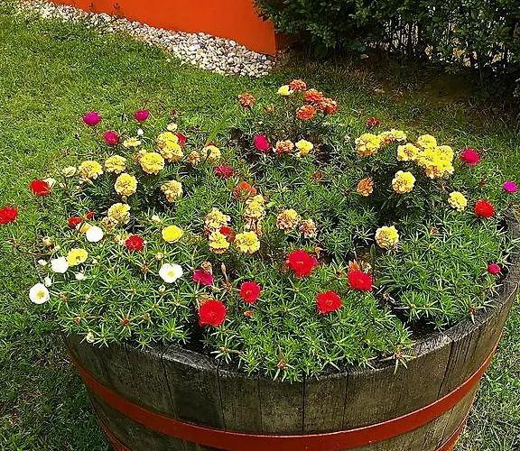 Petra Apartmanhaz Appartement